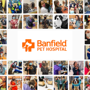 Banfield Pet hospital Associate mosaic 