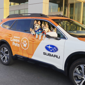 Husky dogs looking out of a stationary car's window