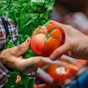 one person handing another a tomato