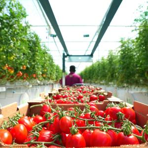 tomatoes being packed in greenhouse