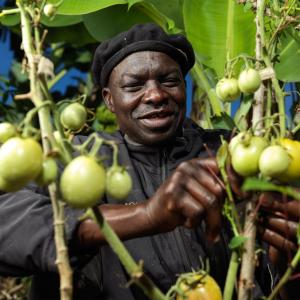 Roger harvests his tomatoes. 