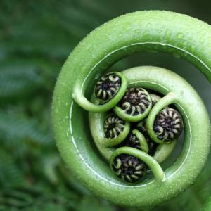 fern before opening