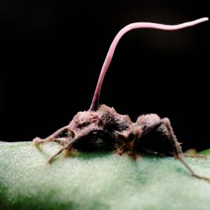 Ophiocordyceps unilateralis, commonly known as zombie-ant fungus