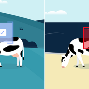 side by side digital rendering of a cow in a field and a box over it "Cow and a checkmark" on the right a cow on a beach and a red box with a "?".