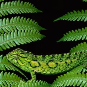 leaves with a camouflaged animal