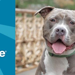 "Subaru Share the Love Event" banner with picture of smiling dog