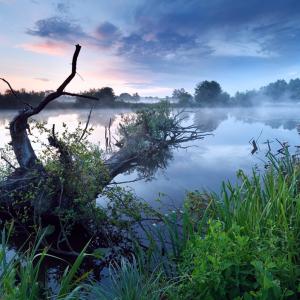 View of a lake at sunset with marsh plants in the foreground