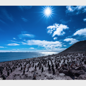 Adelie Penguin Colony