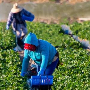 Farm workers