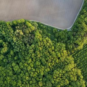 Aerial view of a section of dense trees bordered with open fields.