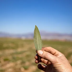 Photo of a hand holding a leaf with a field in the background