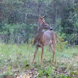 A deer alert, looking in the distance