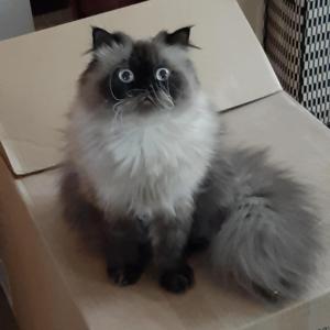 Alfredo is the king of our household and keeps our three dogs in line. He is very affectionate and is a very happy cat with his motor running all the time (purring). — Michelle McLaurin Price and cat, Alfredo