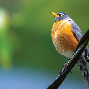 Bird perched on a wire