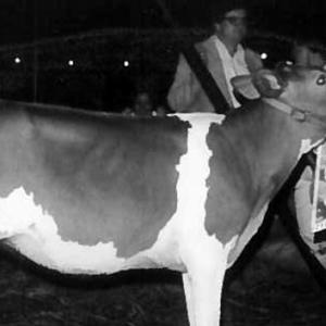 Alvin Etheredge showing a cow and grand junior champion ribbon