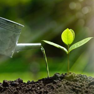 Close up of watering can and sapling