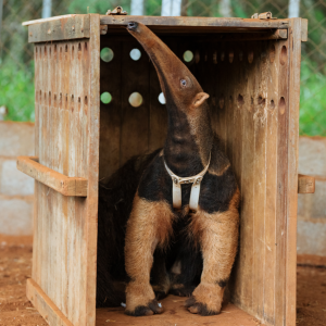Anteater with heart monitor