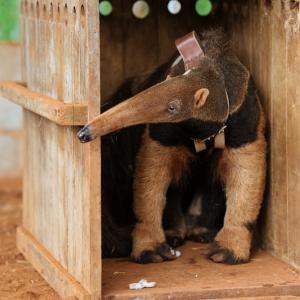 Anteater in enclosure