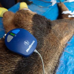 Anteater with device