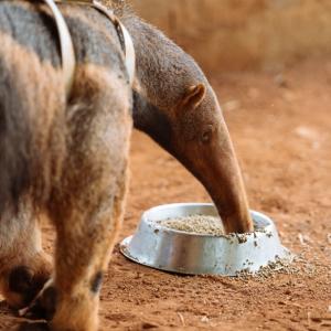 Anteater with food