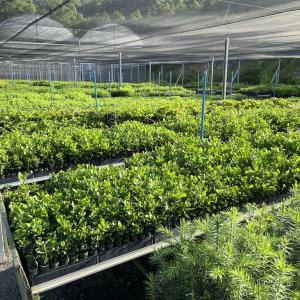 photo of Apremavi’s seedling nursery