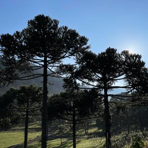 photo of Araucaria trees