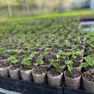 photo of Apremavi’s seedling nursery