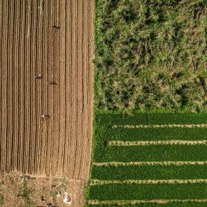 Ariel view of Bonsucro certified sugarcane farm
