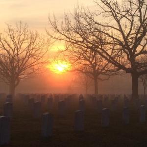 trees and sun shining though