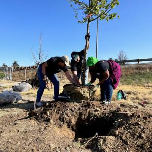 Arrow employees working together while planting trees on Earth Day 