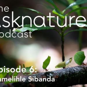 Cover image for AskNature Podcast with ants carrying leaves