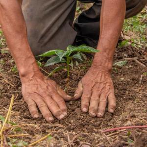 Person knelt down on the ground with their hands laid flat on the soil