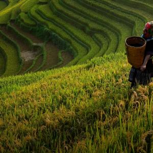 Farmer in a field. Bayer.