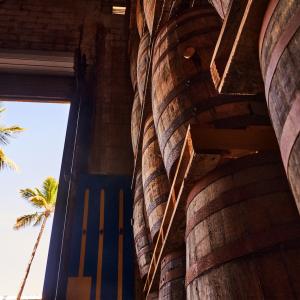 Bacardi rum barrels