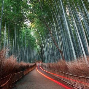 Bamboo forest road