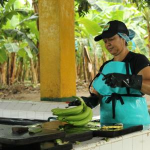 A woman washes a bunch of bananas.