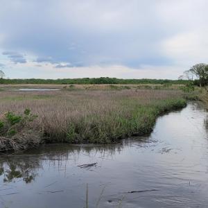 Wetlands