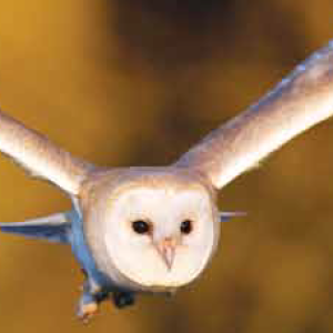 A barn owl in flight