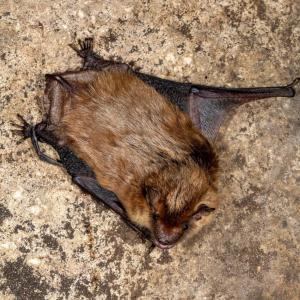A bat