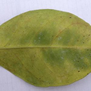 The underside of this leaf shows some of the visual symptoms of HLB infection: asymmetrical chlorosis (the yellowing of the leaf tissue) and blotchy mottle pattern (no symmetry across the midvein). Image taken by Brandon Page, Field Trial Manager, CRDF