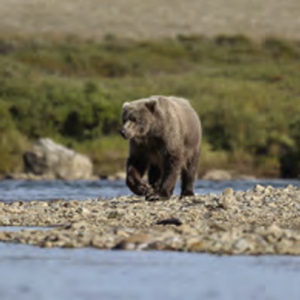Bear walking towards water