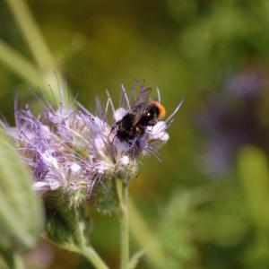 Bee on a flower