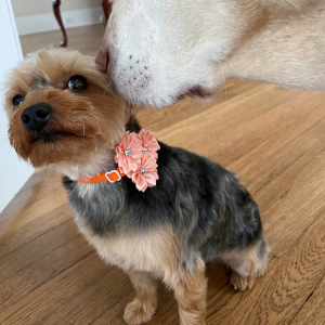 I like to say that Bella has been trained by the best — her big sister Gracie (yellow lab, partially pictured) — and has “big dog swagger,” despite being such a small dog. Gracie passed away recently and left a big hole in our hearts, so we are especially thankful we have Bella. — Serafina Tannehill and dogs, Bella and Gracie