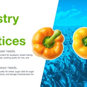 "Industry Best Practices" "GMOs go through an additional and extensive regulatory review process involving the USDA, EPA and FDA." Bell peppers and a person in a field of crops with a blue filter.