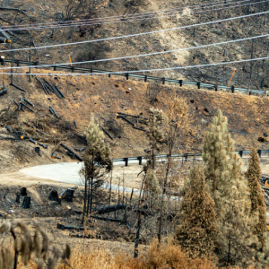 panoramic view of landscape after a forest fire, zoomed in to a single sprouting tree