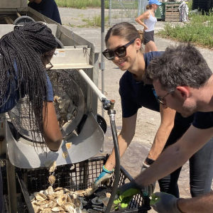 Three volunteers handling oysters at the Billion Oyster Project