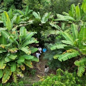 Birds eye view of the top of trees with people walking on the ground 
