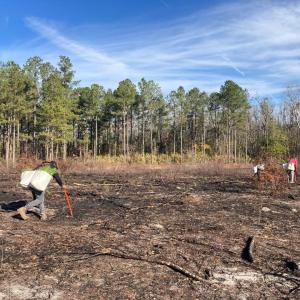Three people planting in Chowan Swamp