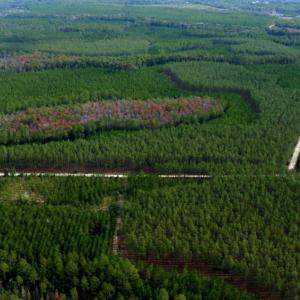  This aerial view of one of Rayonier’s Florida forests shows a number of forest types and ages laid out like a mosaic. For example, the colorful area near the center is a forest of hardwood trees while the trees immediately surrounding it are pines.