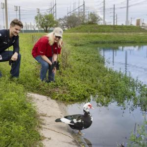 Two workers observing a duck with black, white, and red plumage